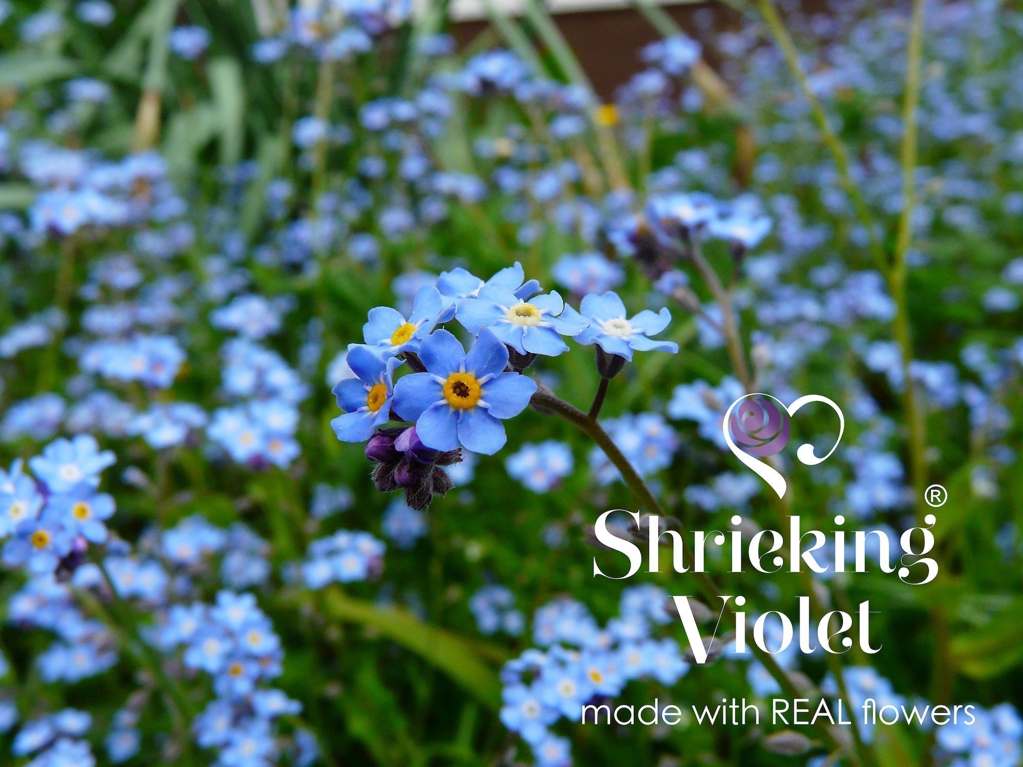 The Timeless Meaning of Forget-Me-Nots: Love, Memory & Connection