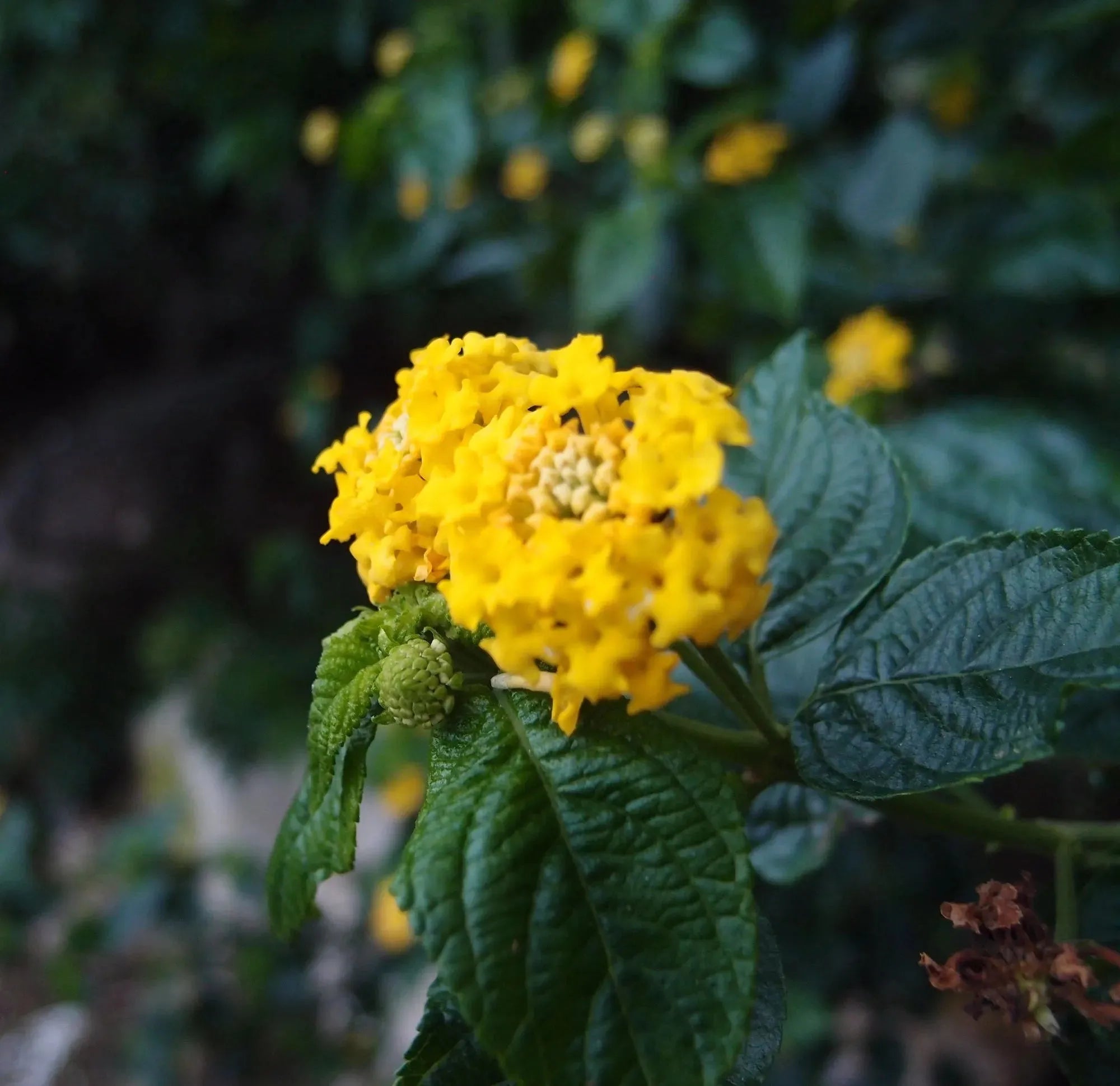 纯银项链,饰有真花。圆形环绕混合花吊坠