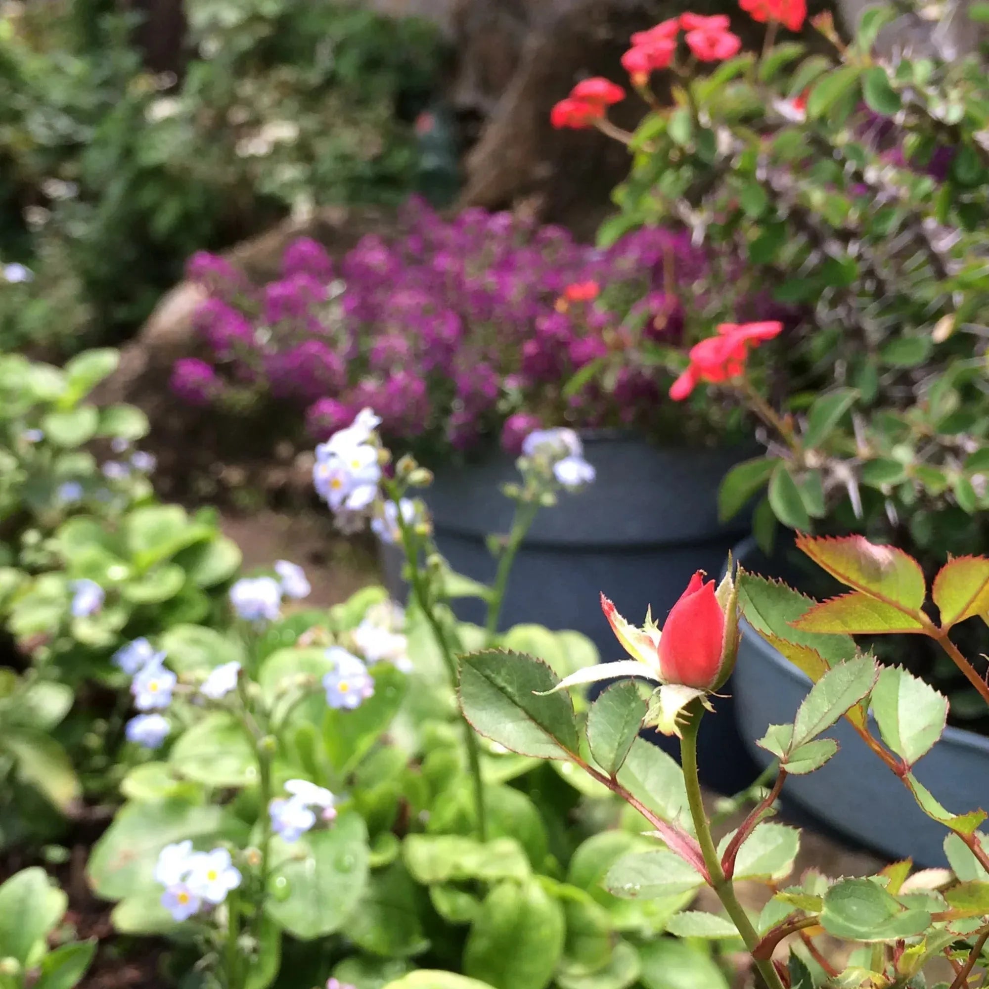 Small Round Pendant with Real Euphorbia Flowers – Silver