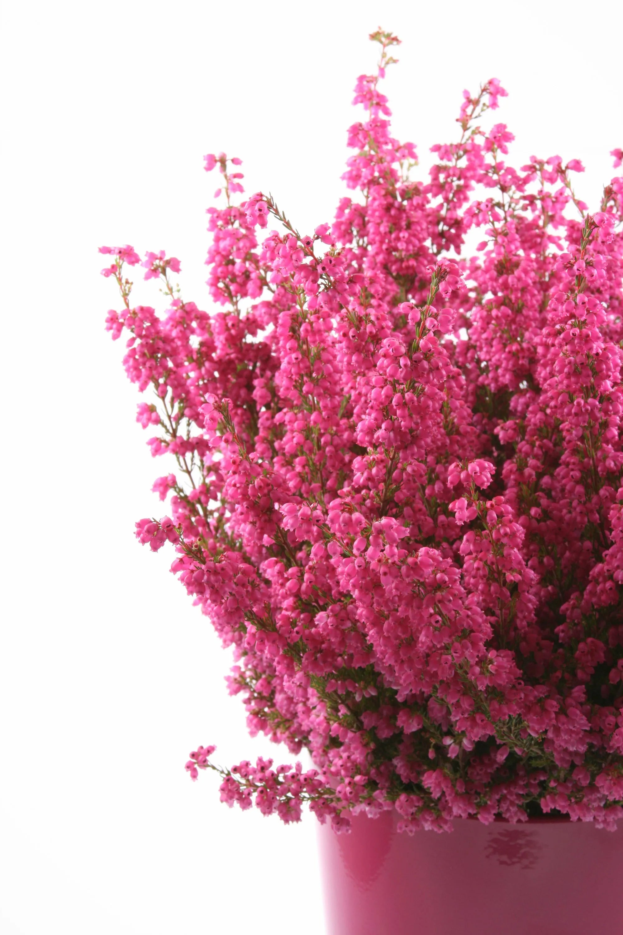 Collana Piccolo Cuore Heather in Argento Sterling - Fiori Veri