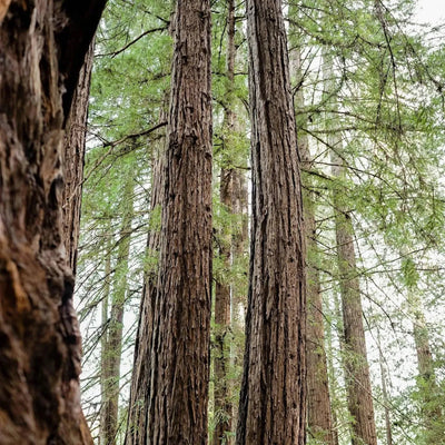 Collar con colgante bañado en oro de hoja de secuoya auténtica
