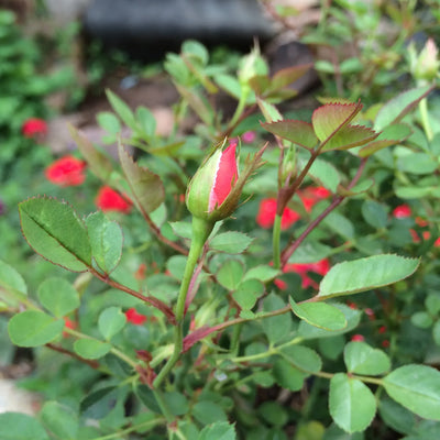 Brincos pequenos de gota oval com rosa miniatura. Joias de Dia dos Namorados