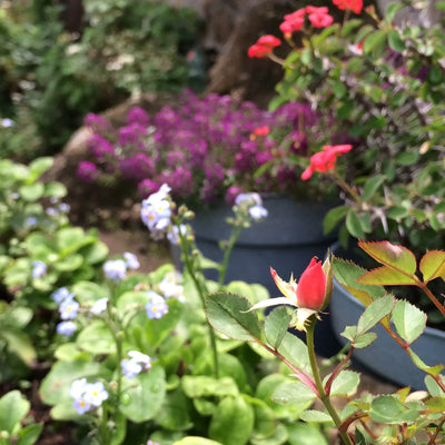 Pendientes de flores mixtas en plata de ley, hechos a mano con flores auténticas.