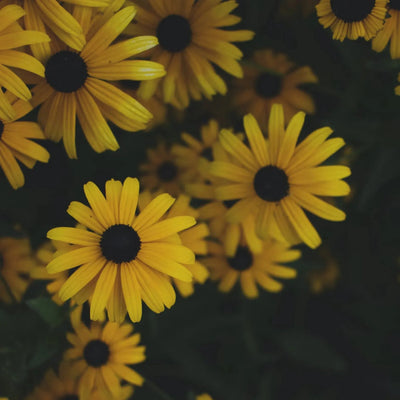 Shrieking Violet ® 纯银向日葵圆形吊坠项链