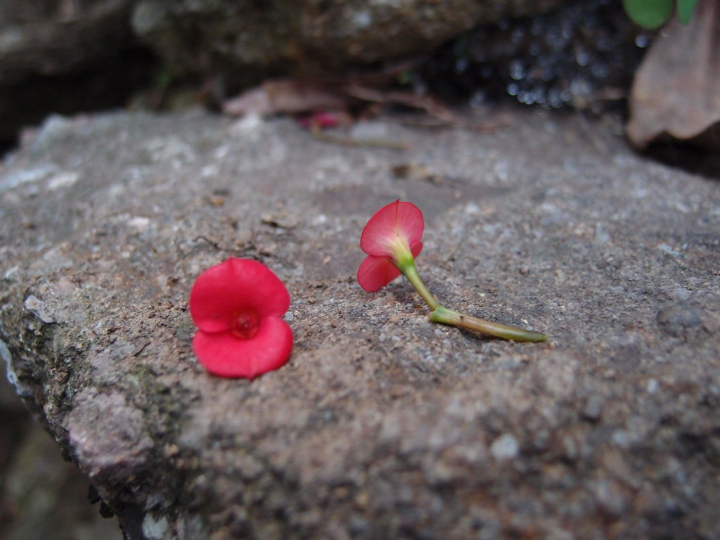 Mixed flower (poppy) drop earrings 'Leela' vertical bar