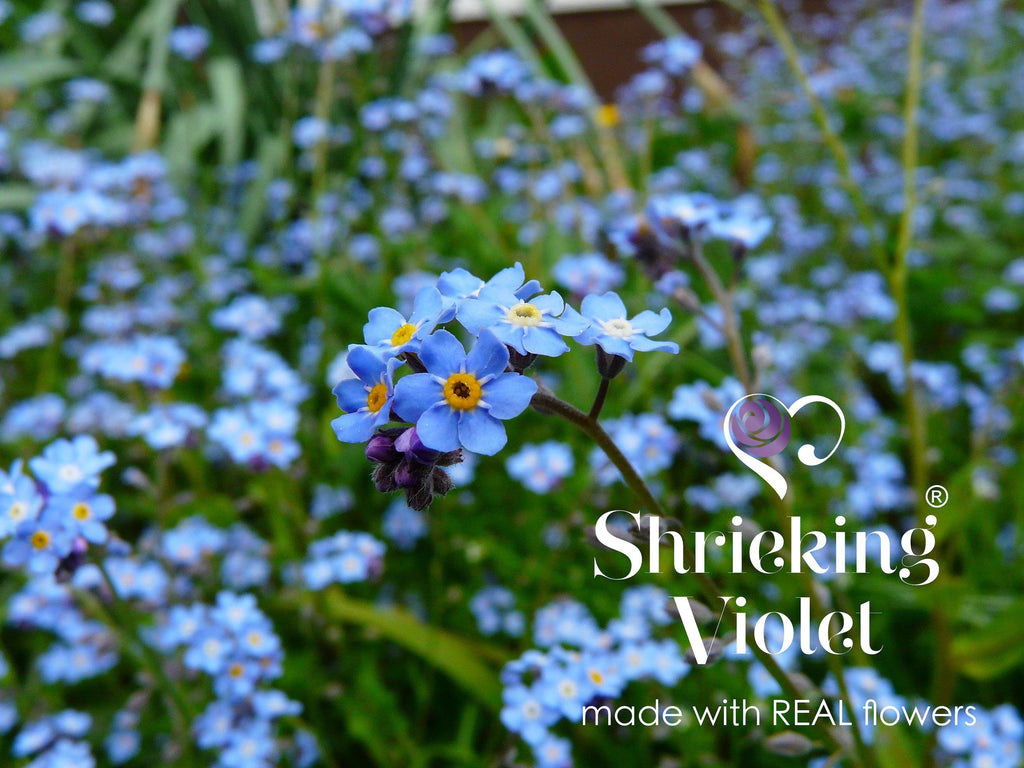 Moon & star necklace by Shrieking Violet® Sterling silver pendant with real forget-me-nots. Handmade jewellery with real flowers.