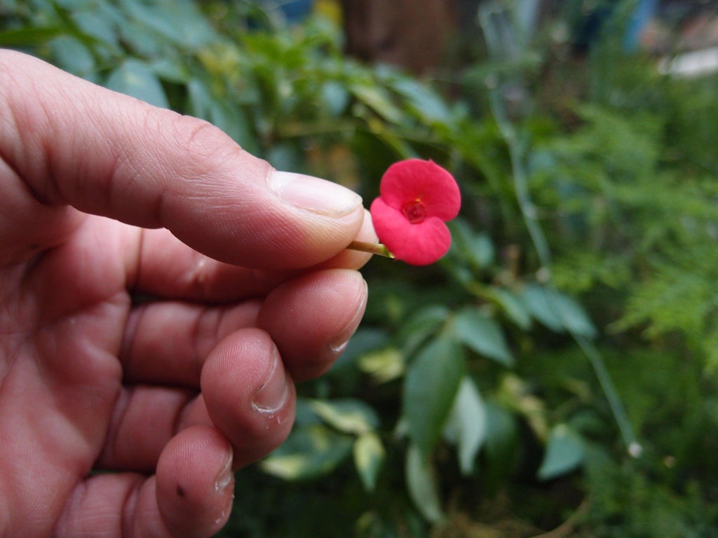 Poppy necklace by Shrieking Violet® Sterling silver teardrop pendant handmade with a single mini poppy (Euphorbia milii).